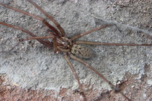 Eratigena sp.
